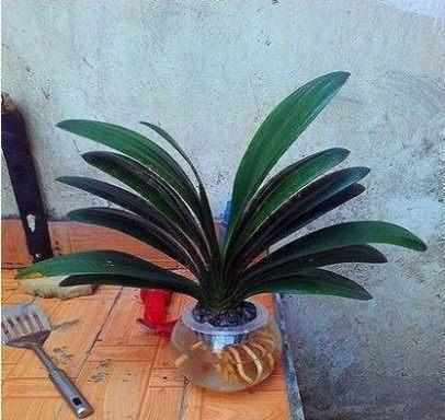 香菇草|越来越多人不养绿萝吊兰了,现在都流行这种植物新宠,好养又漂亮