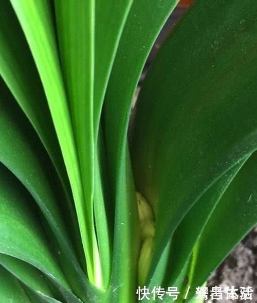 叶子|养君子兰看“叶子”,水多水少有信号,养起来方便多了!