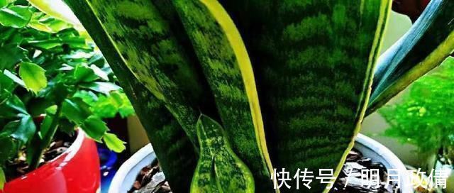 把虎皮兰的叶子这样剪一下,一盆能变好几盆