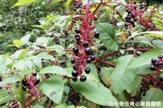 山萝卜|这种外来入侵植物全株有毒，国人却误当土人参食用，请赶紧停止