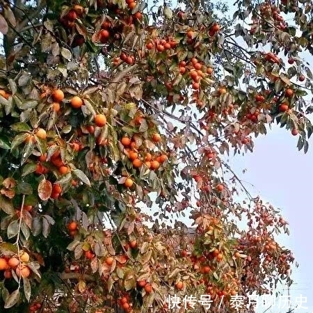 小吃|“闯王”李自成最爱吃的小吃是什么