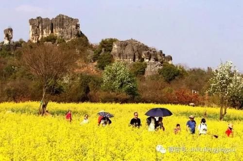 春光无限好，花艳景美岂能错过！