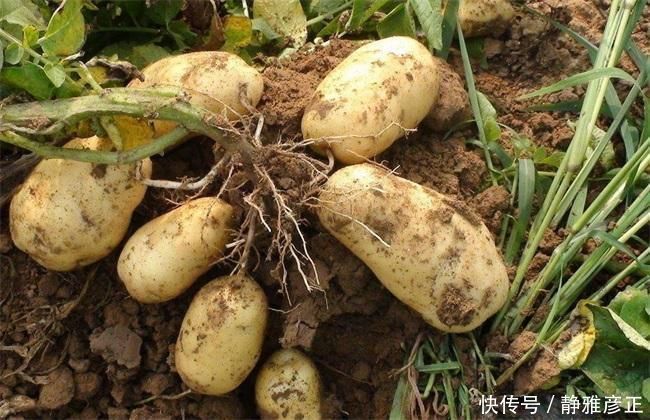 哈密瓜|香蕉和它们一起食用,会造成身体不适,看看你中招了吗?