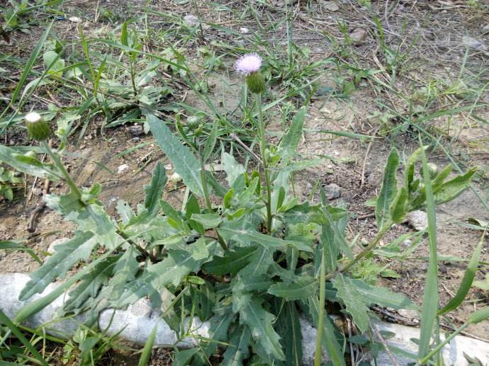 刺儿菜|农民不识货拿来当害草,实则是优质野菜,叶子能止血还可蒸着吃