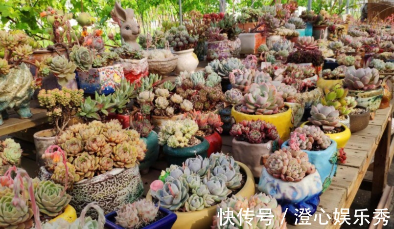 芽点|天气一转凉,抓紧时间给多肉砍头,保管侧芽长得密密麻麻
