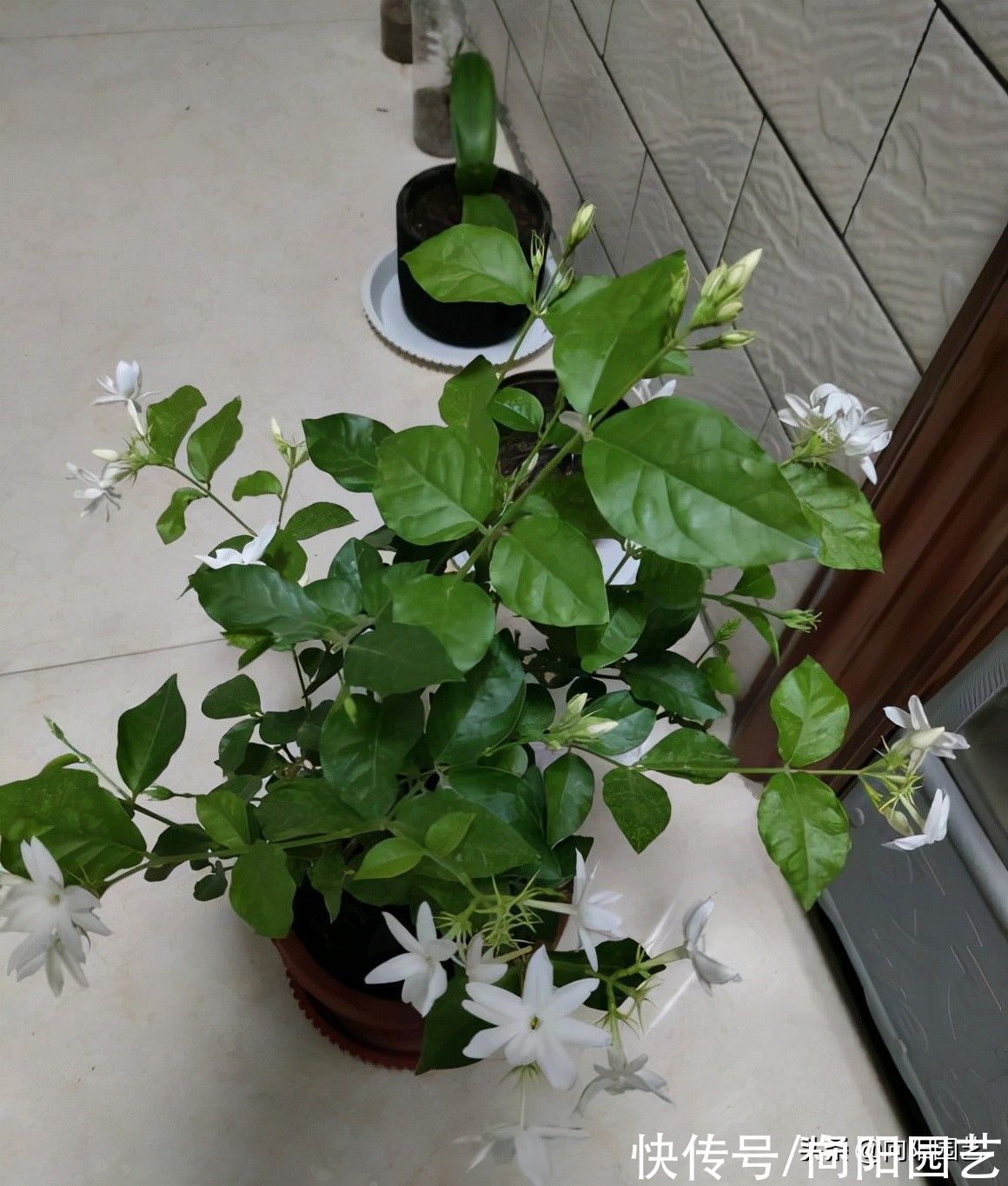 茉莉|茉莉花怎么修剪？茉莉开完花，剪剪枝条，保留养分好过冬