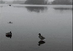 |搞笑GIF:妹子你这跳高脚怎么着地的,隔着屏幕都感觉一阵疼