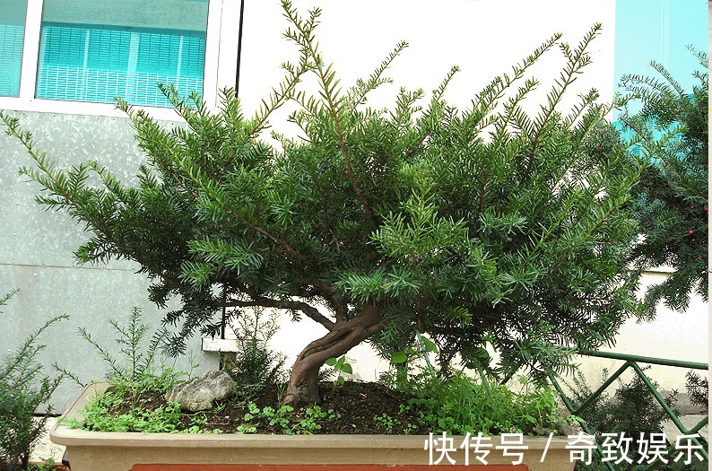 3种“贵树”,剪根枝条插土里,20天生根,3年长成“高价盆景”