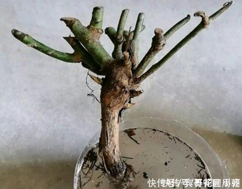 茉莉花|喜欢逛花市,碰到5种老桩不要买,开花少难养活,影响心情浪费钱