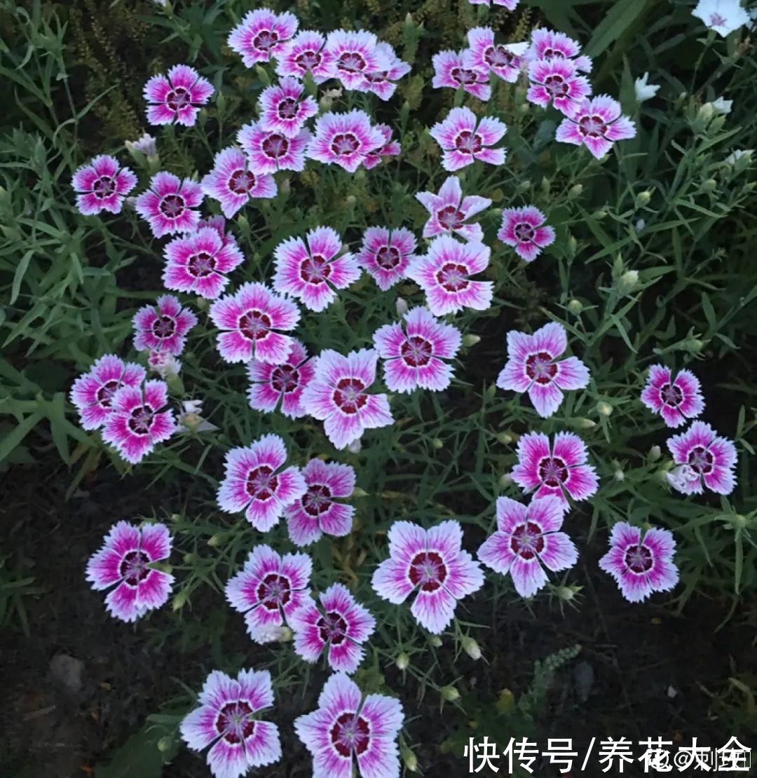 晒不死、热不死的花，越晒花越多，越热长越快