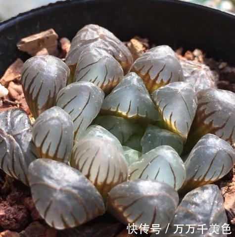 多肉养不好的原因之一,多数的分不清夏型种和冬型种多