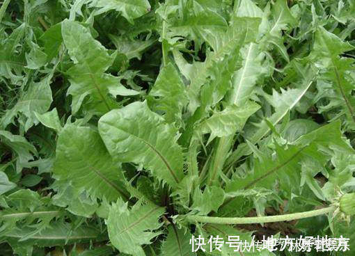 薄荷|不想免疫力差,多吃几种食物,养护肝脏,排毒瘦身,吃了气色更好