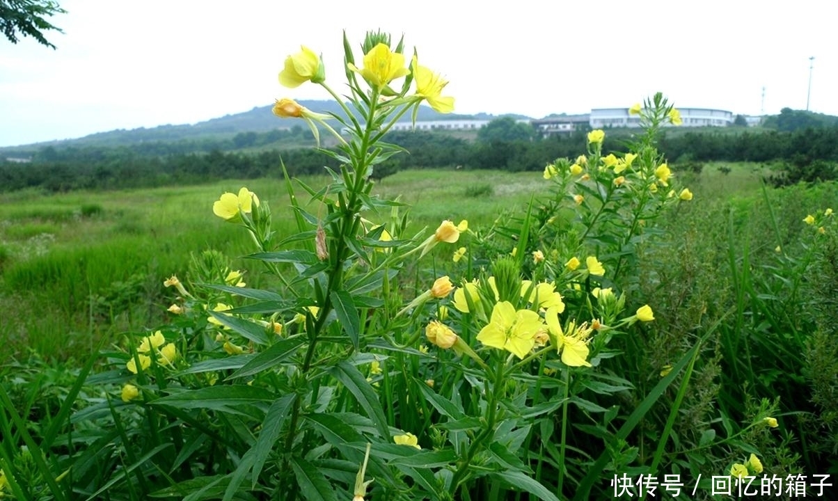 价值|一到晚上就开花,果实酷似芝麻,价值很珍贵,是民间祛风湿良药