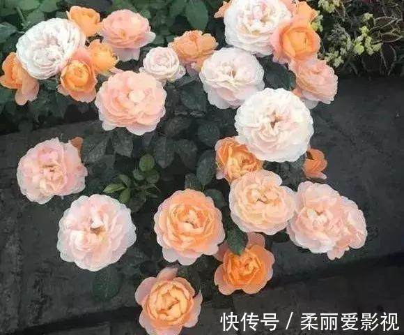 只要1样东西,保你的花从不烂根、黄叶,长得还比别人快10倍!