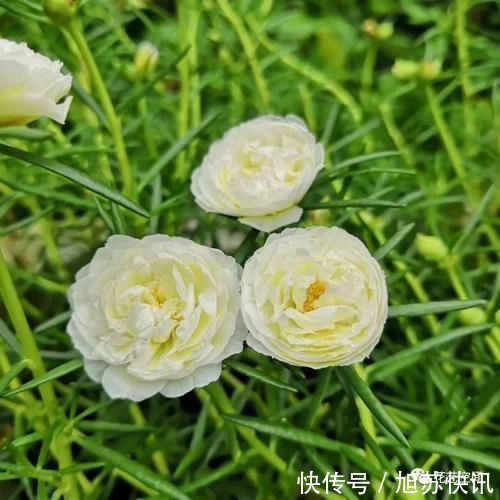 花期|“最累”的8种花,花开连续几个月,一次开花几百朵!