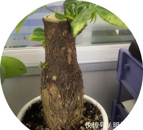 发财树发黄还烂根？水浇错了，换个浇法呼呼疯长，植株苍劲挺拔