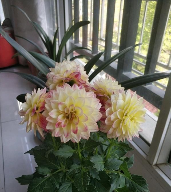 佳品|此花是世界名花,美丽不输牡丹,开花勤快,养护简单,是盆栽佳品