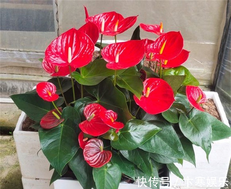 植物|想要红掌长得好，这些施肥技巧少不了，简单实用效果好，一学就会