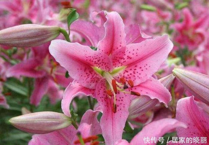 最受欢迎的4种花,个个开花漂亮,花朵硕大,养阳台满屋飘香