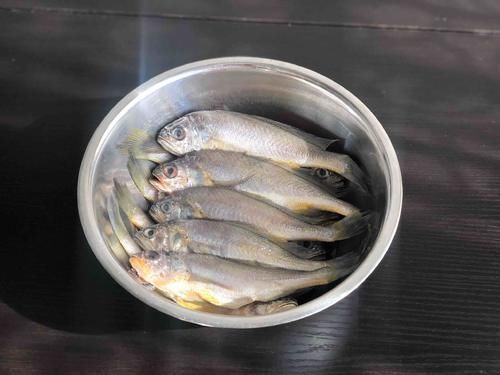 这种鱼，在我国产量大便宜到没人吃，营养比甲鱼还高，很少人知道