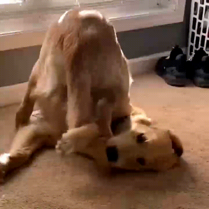 |搞笑GIF:这个女人居然不珍惜我,我美丽头顶居然用来放瓜子壳!