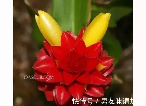 木兰树|奇花、奇花、奇花、罕见奇花,赶快打开欣赏吧