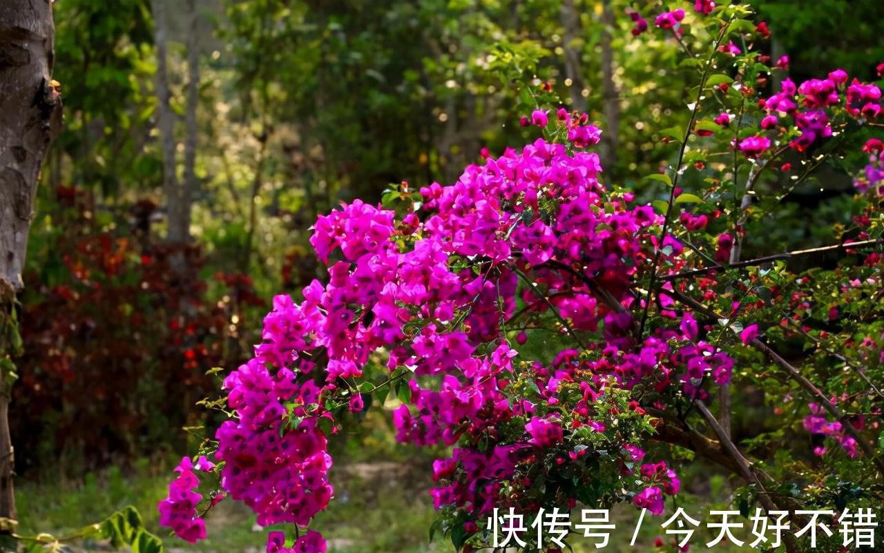 溶液|养花达人刘叔，只喂蟹爪兰1溶液，到了花期，长出的花卉直接爆盆