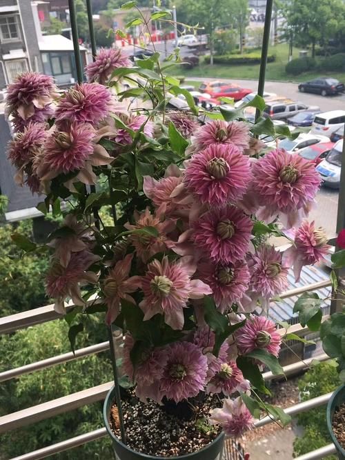 想拥有一面花墙吗？养盆“约瑟芬”吧，铁线莲之王，小阳台也能养