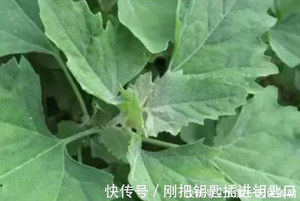 天然|天然养肝菜出现了，医生每天炒一盘，肝脏越来越健康