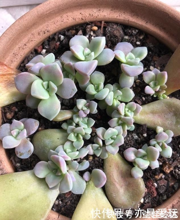 老桩|四种“零差评”多肉推荐，颜值不比桃蛋低，还容易成老桩