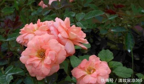 生根剂|最厉害的生根剂,盆里放一点,蹭蹭长出大白根,养啥都旺盛!