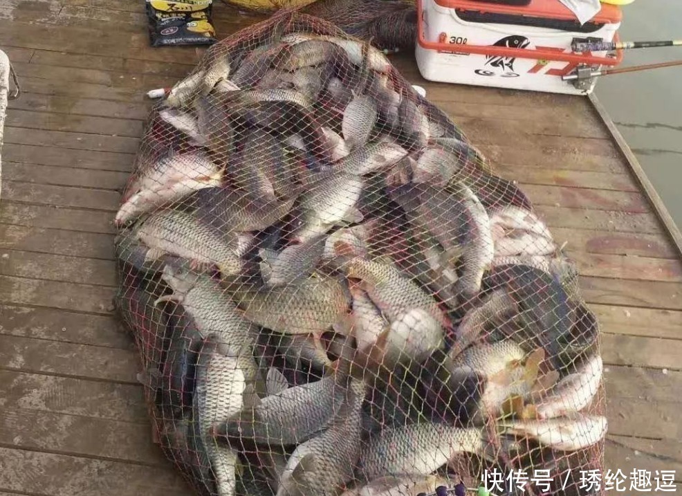 钓鱼|蚯蚓钓鱼早不灵了!看野钓大王都用这玩意,一次半瓶盖,天天爆护