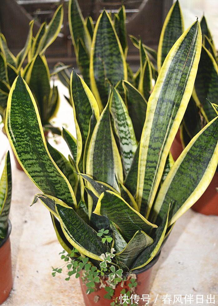 叶片|这个4原因让虎皮兰叶子变软,一波反向操作,恢复虎虎生威