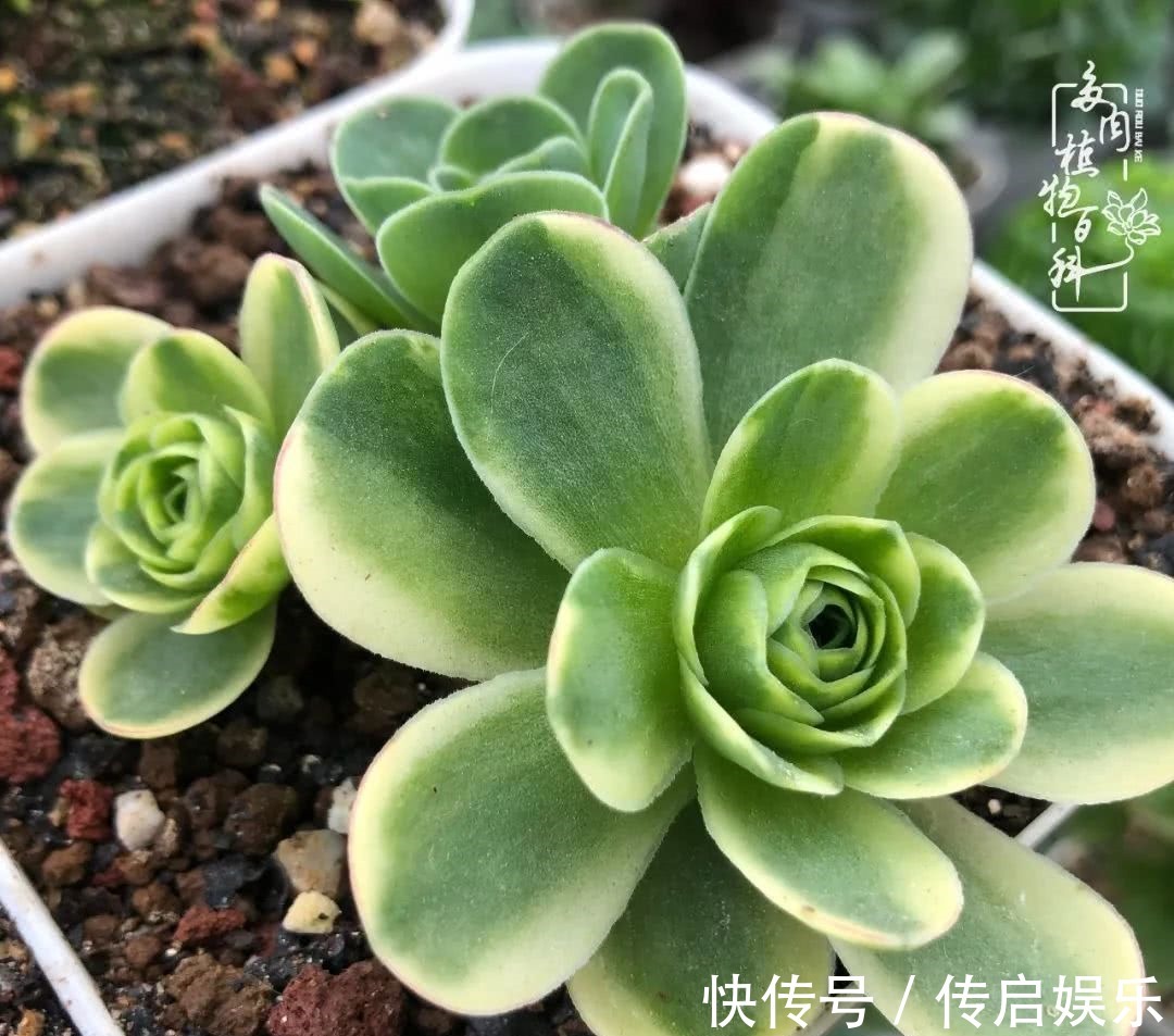 科普“山地玫瑰锦”万中无一，仙气缭绕！附养护知识！