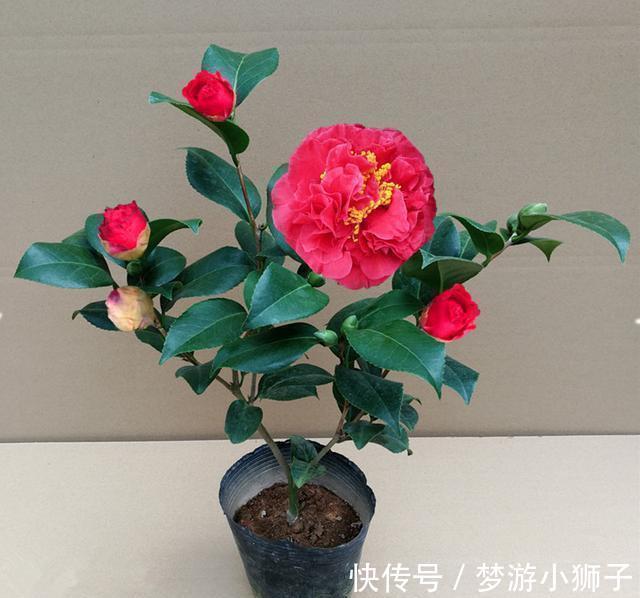 它是茶花之王,香味浓郁,美胜牡丹,超大花量,抗热抗寒还好养