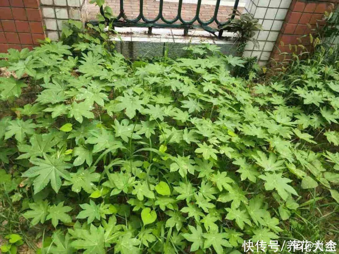紫茉莉|不能小看入侵植物，看到后要立马拔掉，留着就是祸害