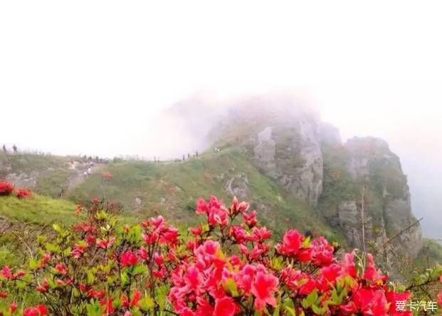 满山开遍映山红