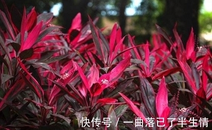 叶片|朱蕉叶片色彩越来越差了,有什么办法可以让它恢复呢