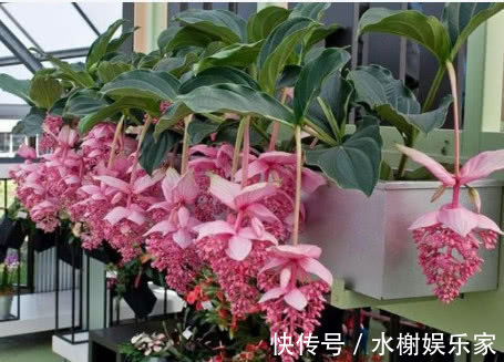 草木灰|虫子比花长得都快学会1个小方法,虫子不再有,叶子油绿长得旺