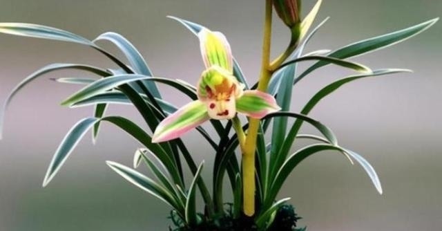 叶艺|兰中极品“帝王妃”，花色迷人，兰香浓郁，极具帝王气息，易打理