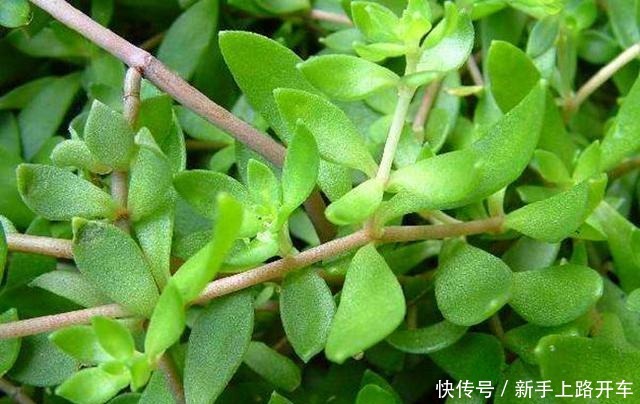 这2种野花遇到别放过,掐一根枝条就能活,开花俊俏可爱!