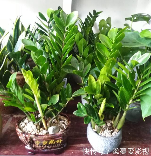 命里带“金”的花,开花美翻了,养在家里还有好兆头