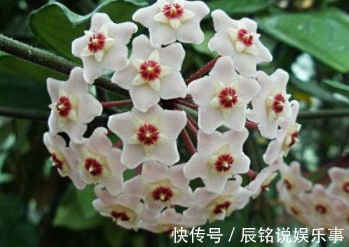 新手养花，不如养盆花中精品“芬芳宝石”，一开就是一簇，漂亮