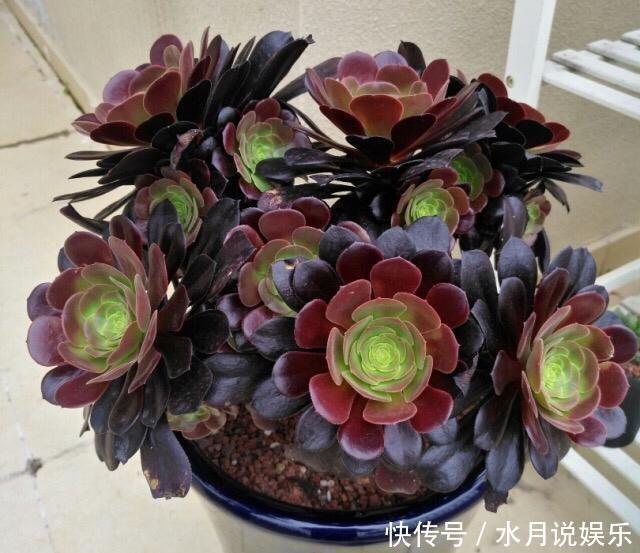 休眠期|7月,多肉到了休眠期,注意“2件事”,秋季变得越来越美,状态佳