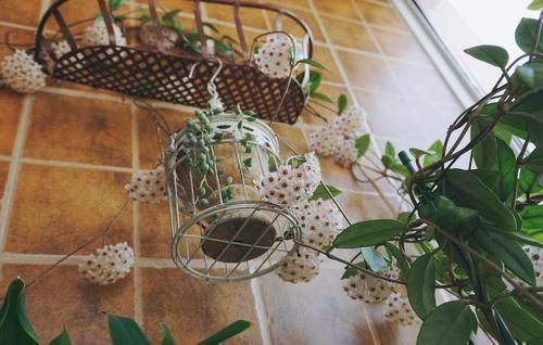 阳台|3种喜阴花,搁在北阳台,少晒太阳,少管它,枝繁叶茂开满花