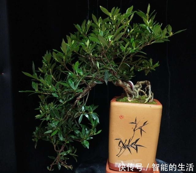 令人惊艳的国内花艺师盆景作品，平时很难见到，值得收藏与分享！