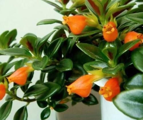 爆盆|金鱼吊兰怎么养爆盆？教你3个养护妙招，金鱼吊兰爆盆不是难事儿