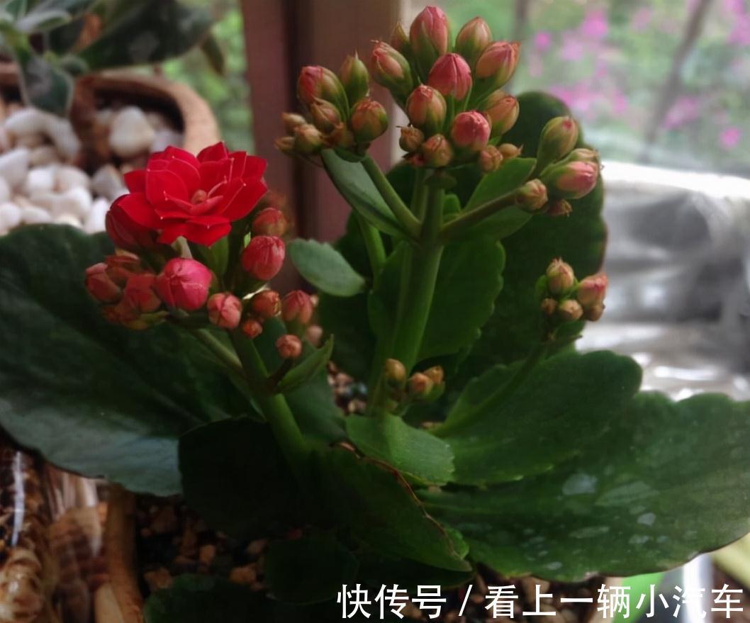 在花盆里撒上1斤这玩意，不用施肥，养啥花都猛长