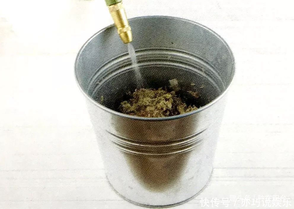 她用废弃的蛋壳“孵出”美丽的多肉植物，实在太迷你可爱了！