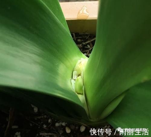 君子兰风信子夹箭不开花，简单1招，把花拽出来！